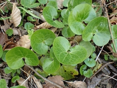 Asarum europaeum europaeum