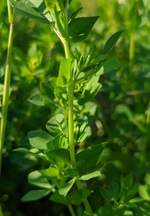 Lotus corniculatus corniculatus