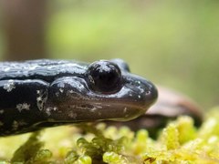 Plethodon mississippi