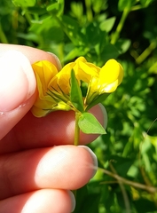 Lotus corniculatus corniculatus