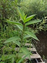 Asclepias incarnata incarnata
