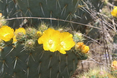 Opuntia perotensis