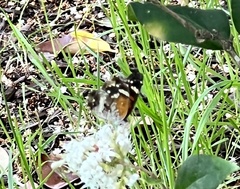Anthanassa texana seminole