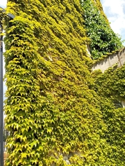 Parthenocissus