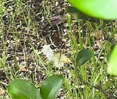 Anthanassa texana seminole
