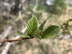 Alnus oblongifolia