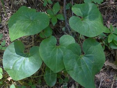 Asarum hartwegii
