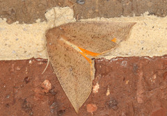 Mnesampela heliochrysa