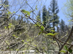 Alnus oblongifolia