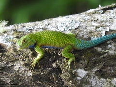 Sceloporus