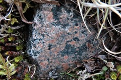 Protopannaria pezizoides