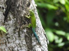 Sceloporus