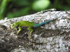 Sceloporus