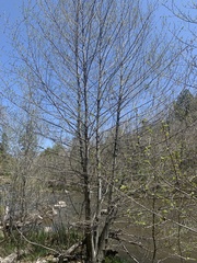 Alnus oblongifolia