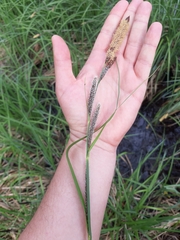 Carex acutiformis