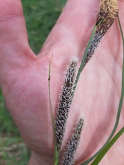 Carex acutiformis