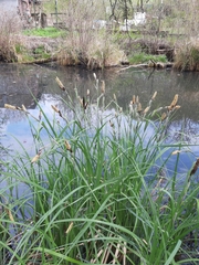 Carex acutiformis