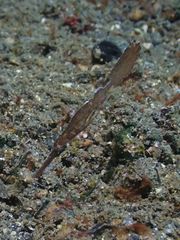 Solenostomus cyanopterus