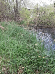 Carex acutiformis
