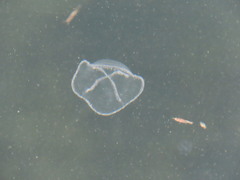 Staurostoma mertensii