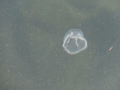 Staurostoma mertensii