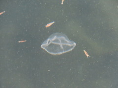 Staurostoma mertensii