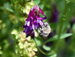 Habropoda tristissima