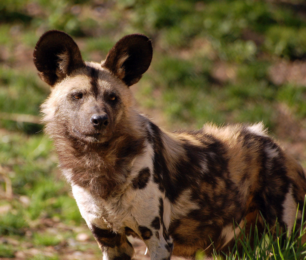 what animal eats african wild dogs