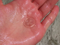 Staurostoma mertensii