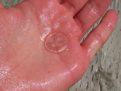 Staurostoma mertensii