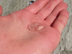 Staurostoma mertensii