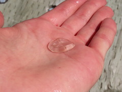 Staurostoma mertensii