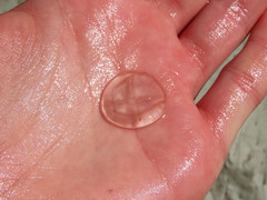 Staurostoma mertensii