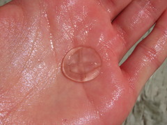 Staurostoma mertensii