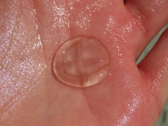 Staurostoma mertensii