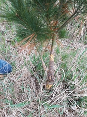Cronartium ribicola