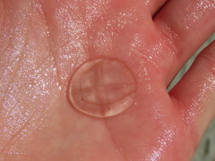 Staurostoma mertensii