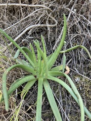 Dudleya edulis
