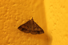 Renia flavipunctalis