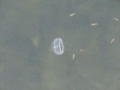 Staurostoma mertensii