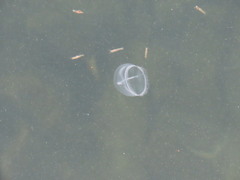 Staurostoma mertensii