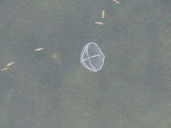 Staurostoma mertensii