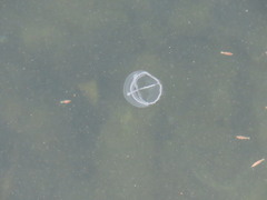 Staurostoma mertensii