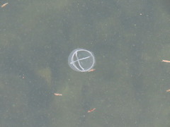 Staurostoma mertensii