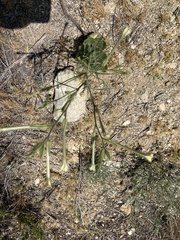 Nicotiana quadrivalvis