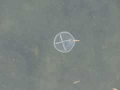 Staurostoma mertensii