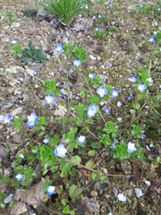 Veronica persica