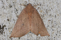 Mnesampela heliochrysa