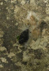 Haritalodes