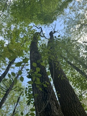 Fraxinus biltmoreana
